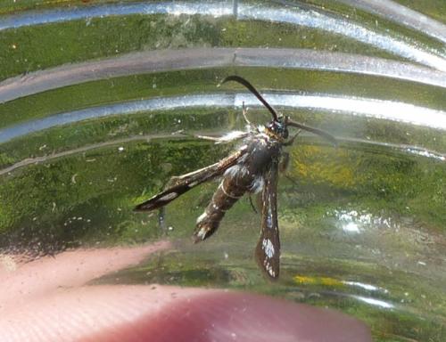 Réf. 282 157 : Pyropteron sp.